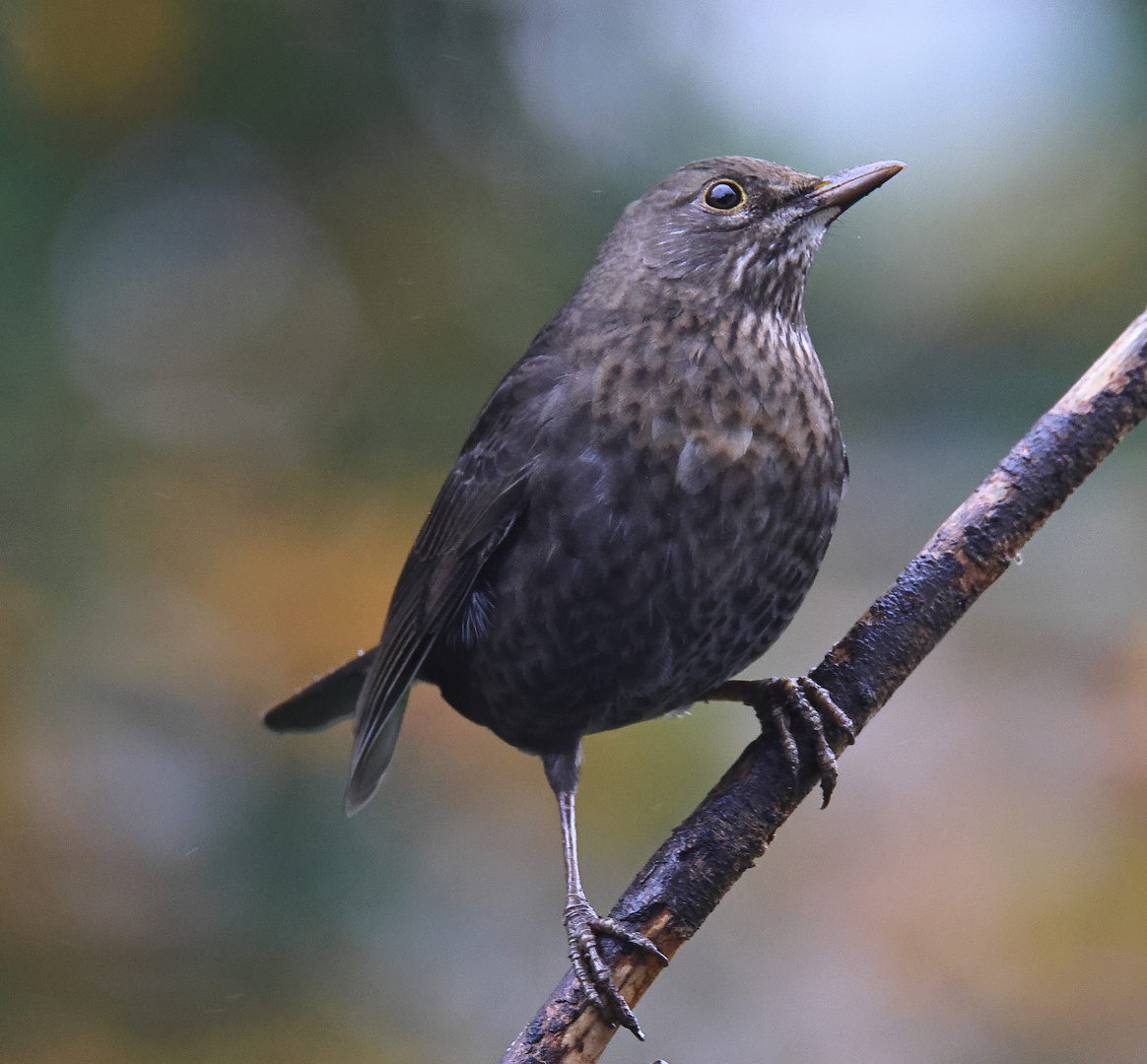 Frau Amsel (Turdus merula) oder Schwarzdrossel