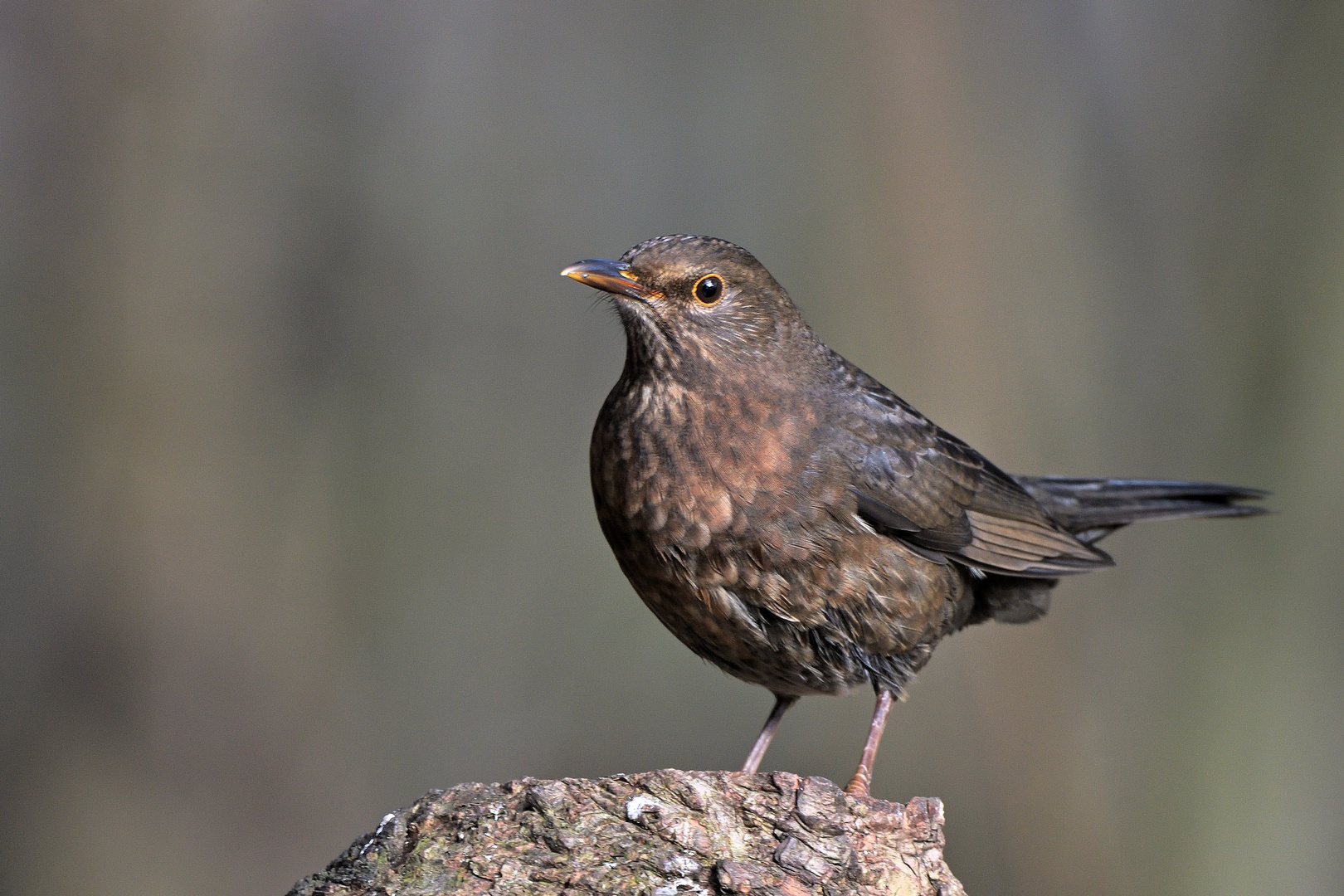 Frau Amsel (Turdus merula) - Schwarzdrossel