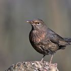 Frau Amsel (Turdus merula) - Schwarzdrossel