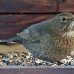 Frau Amsel und ca. 10 weitere fressen mir die knappen Haare oder ...