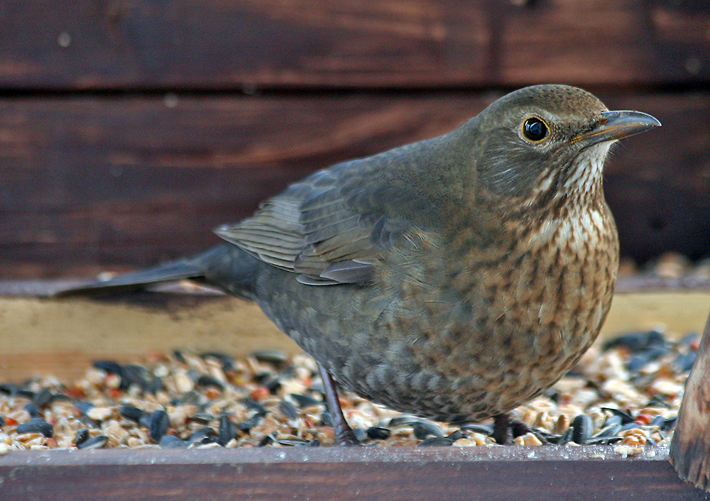 Frau Amsel und ca. 10 weitere fressen mir die knappen Haare oder ...