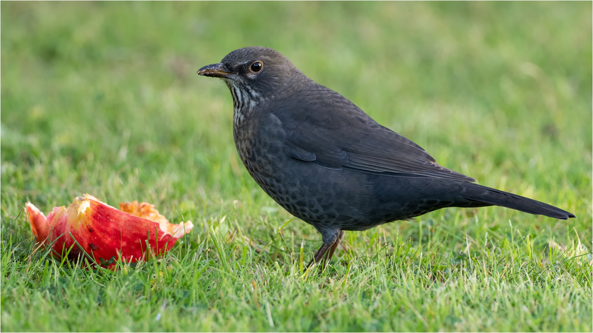 Frau Amsel und der Apfel  .....