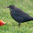 Frau Amsel und der Apfel  .....