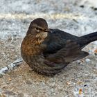 Frau Amsel und die Rosinen, auf die sie wartet...