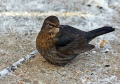 Frau Amsel und die Rosinen, auf die sie wartet...