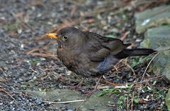 Frau Amsel wartet auf Rosinen