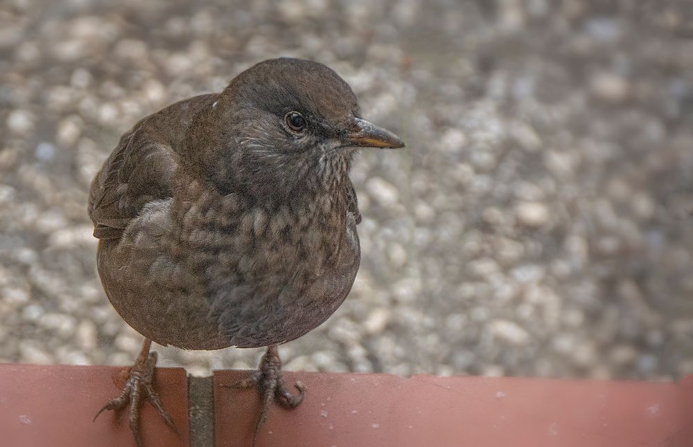 Frau Amsel will gefüttert werden.