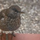 Frau Amsel will gefüttert werden.