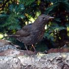 Frau Amsel zu Besuch