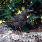 Frau Amsel zu Besuch