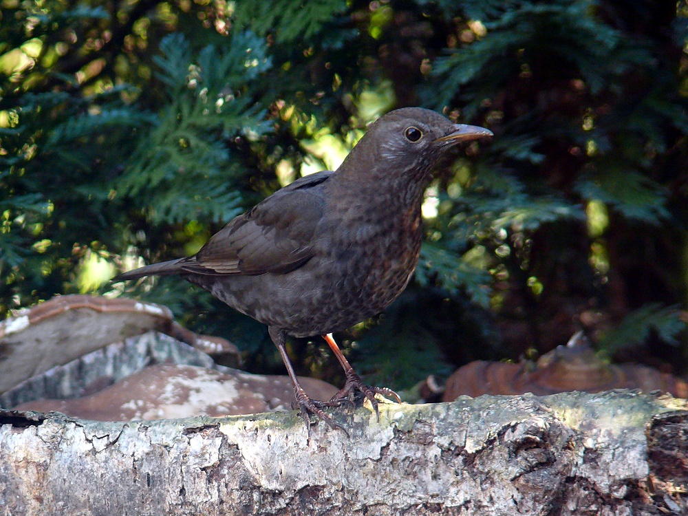 Frau Amsel zu Besuch