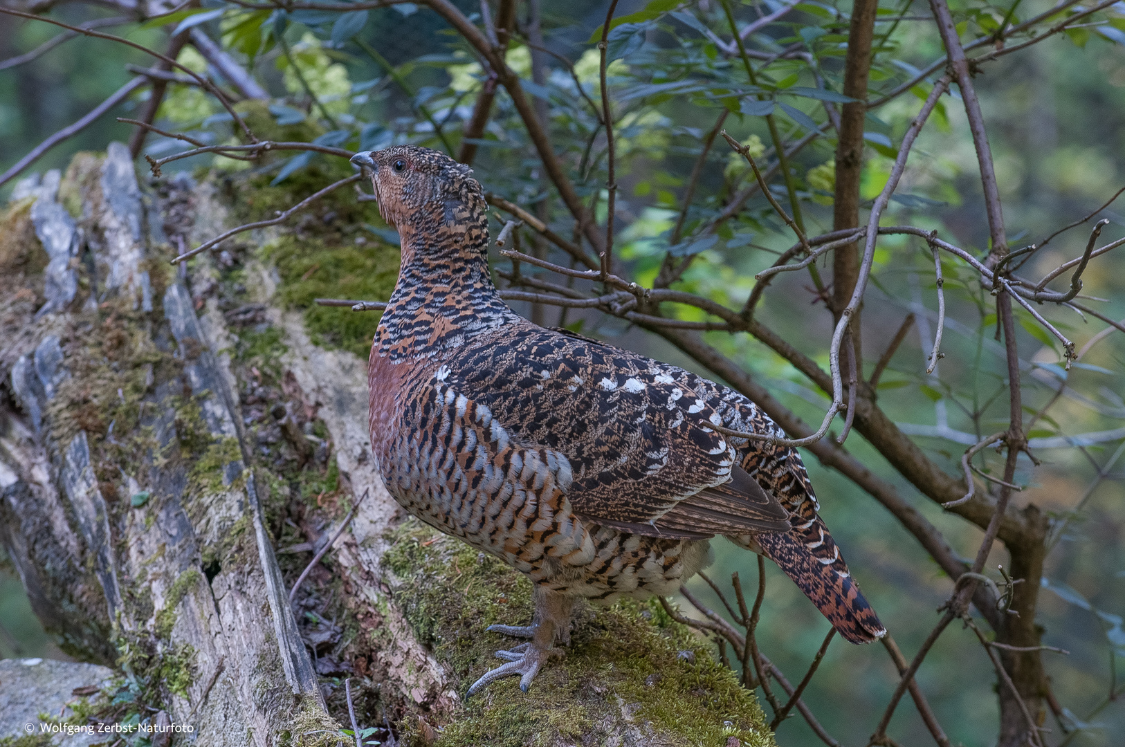 --- Frau Auerhahn (. Huhn ) ---