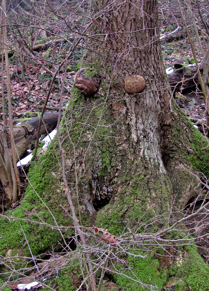 Frau Baum