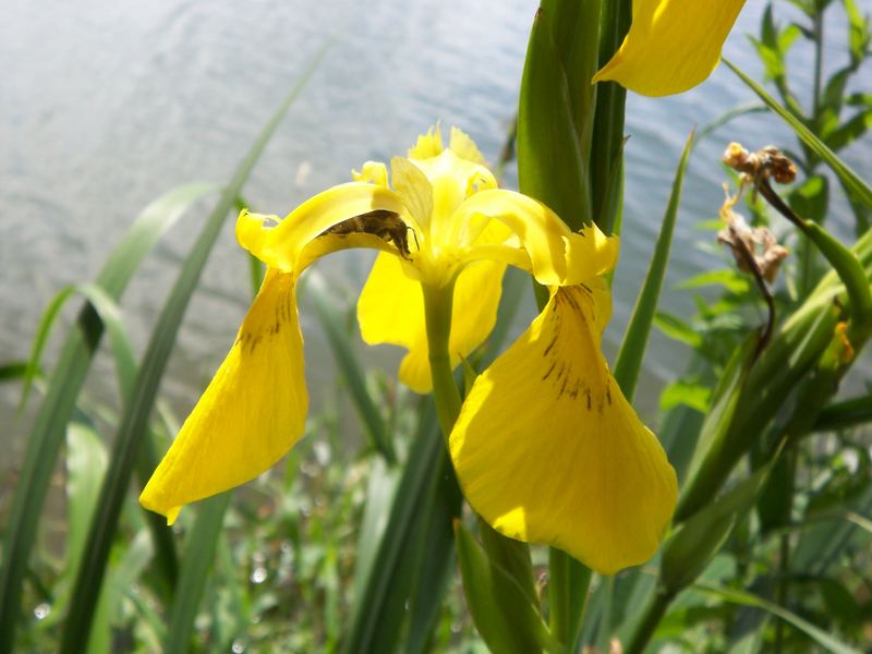 Frau Biene bei Mittag in einer Wasserschwertlilie