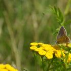 Frau Blau