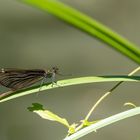 Frau Blauflügel Prachtlibelle