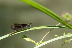 Frau Blauflügel Prachtlibelle