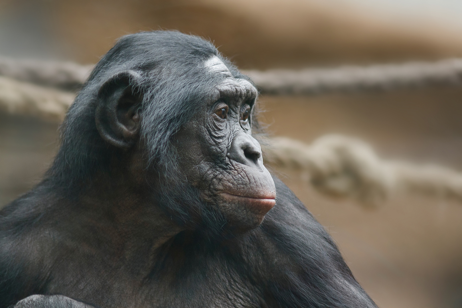 Frau Bonobo