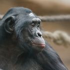 Frau Bonobo