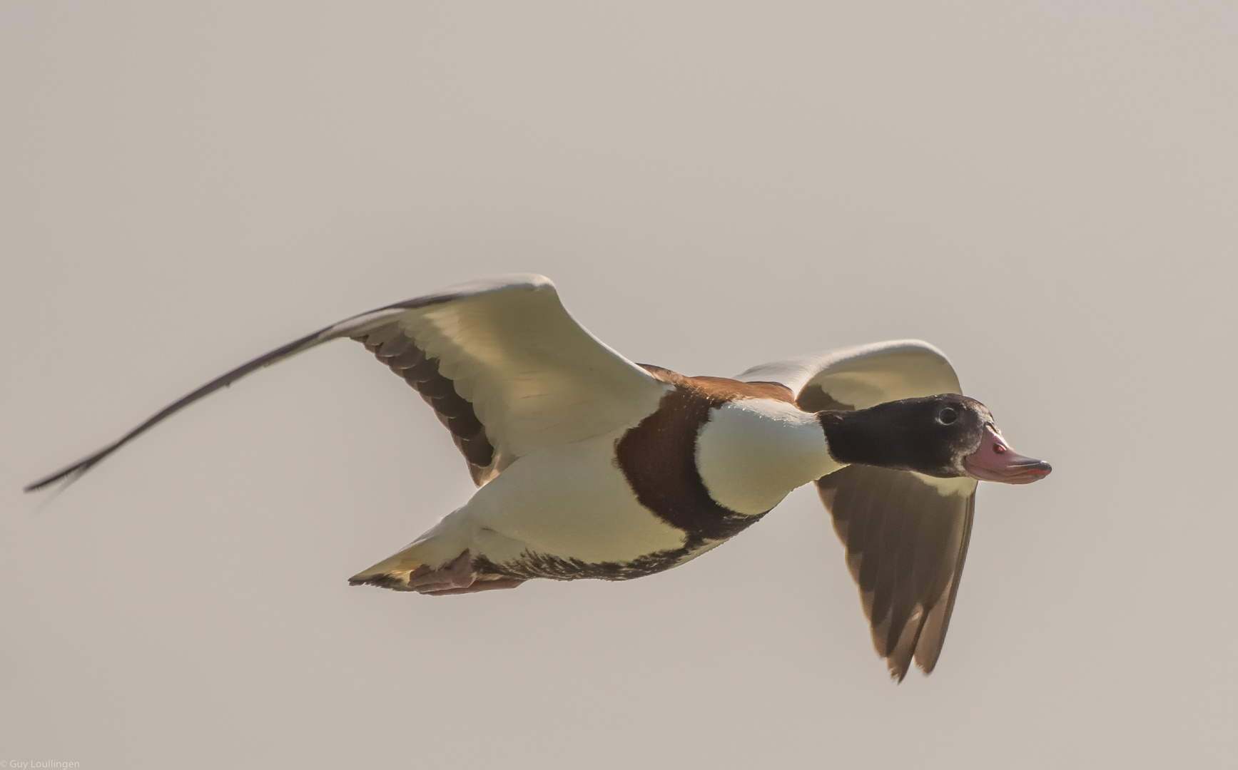 Frau Brandgans im Flug