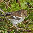 Frau Buchfink (Fringilla coelebs). - Pinson des arbres, femelle.