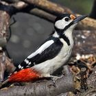 Frau Buntspecht vor der Futteraufnahme