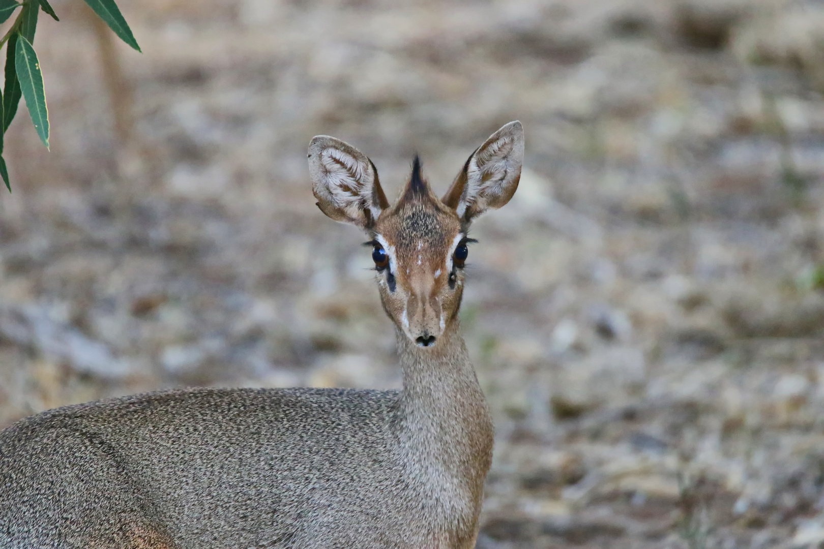 Frau Dikdik :-)