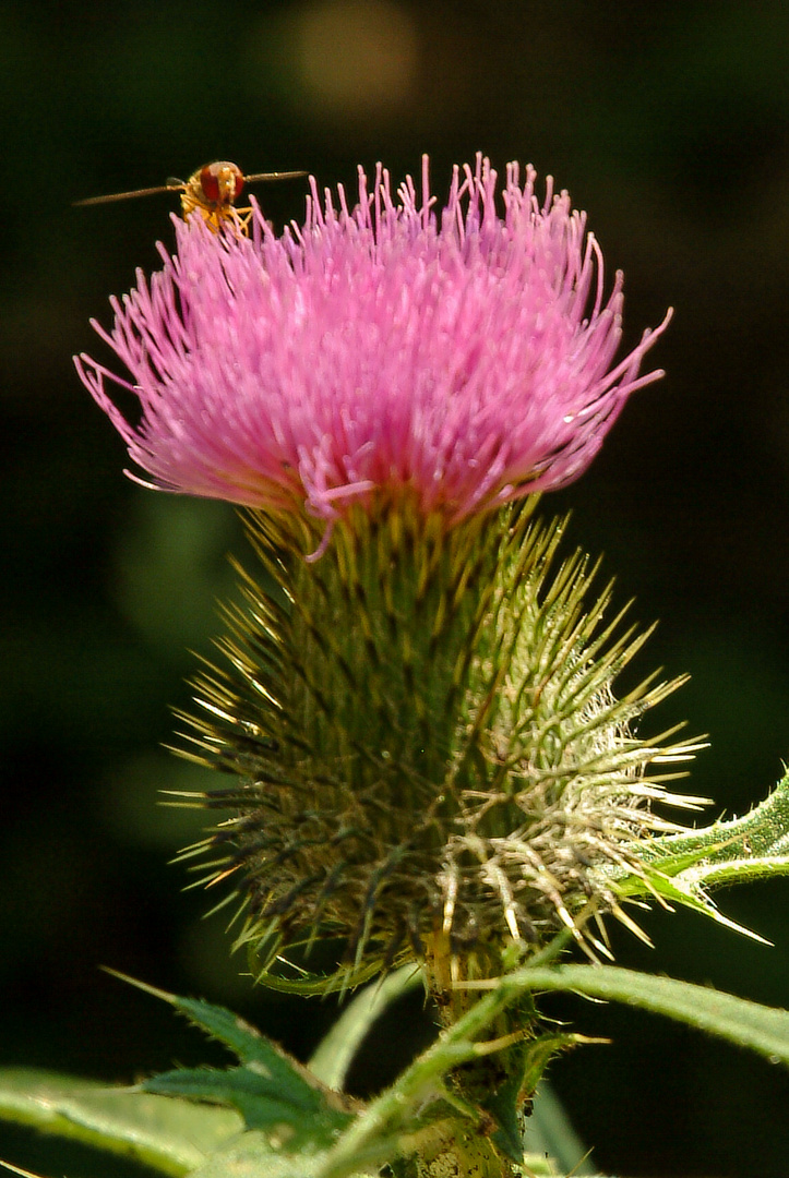 Frau Distel hat Besuch