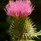 Frau Distel hat Besuch