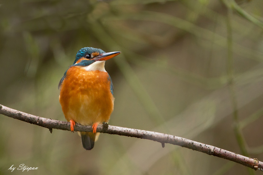 Frau Eisvogel