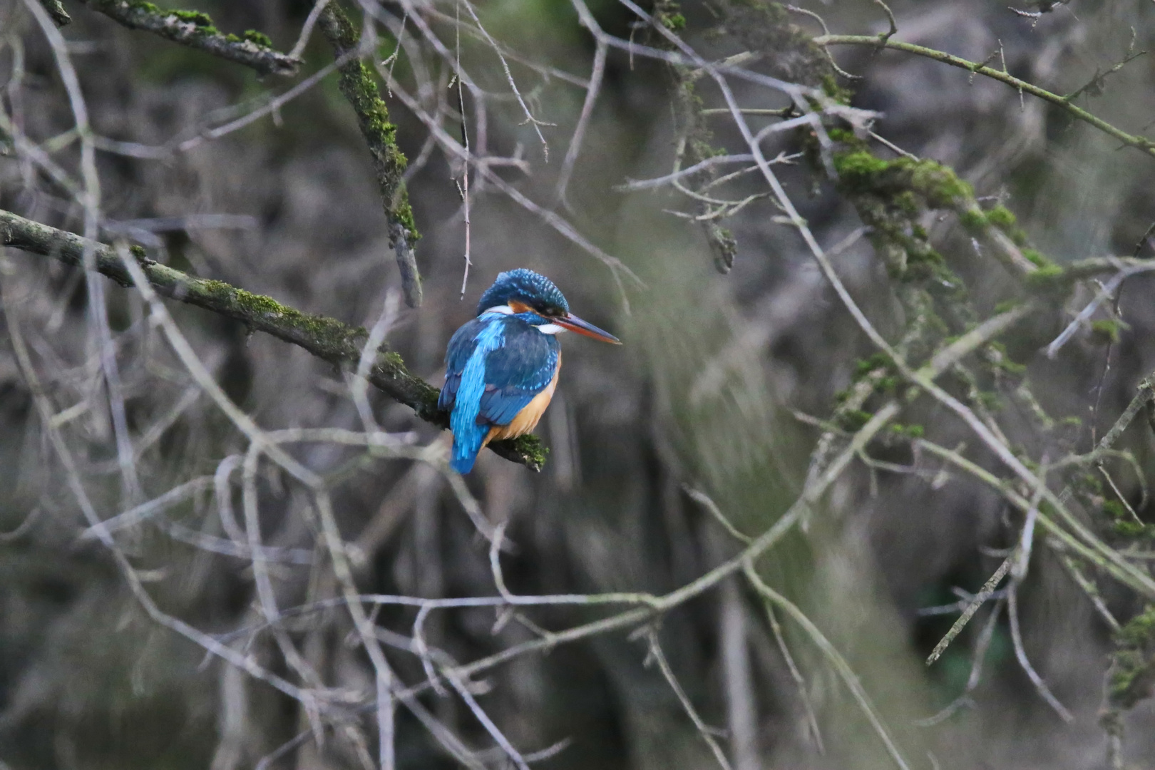 Frau Eisvogel