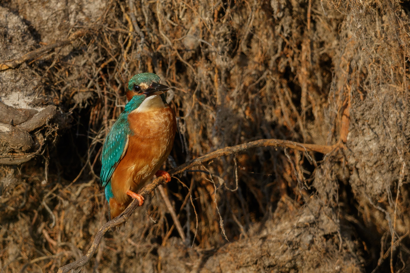 Frau Eisvogel