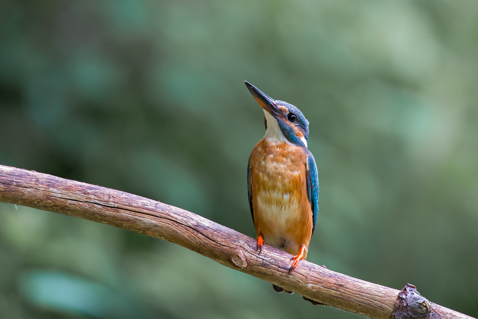 FRAU EISVOGEL