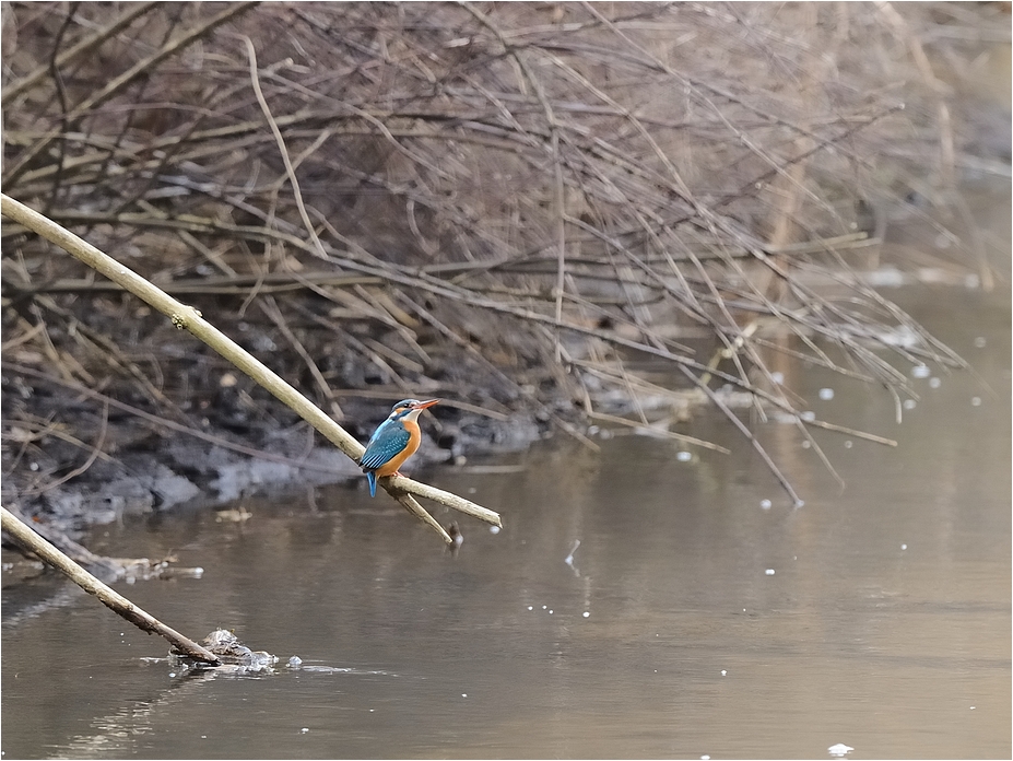 Frau Eisvogel