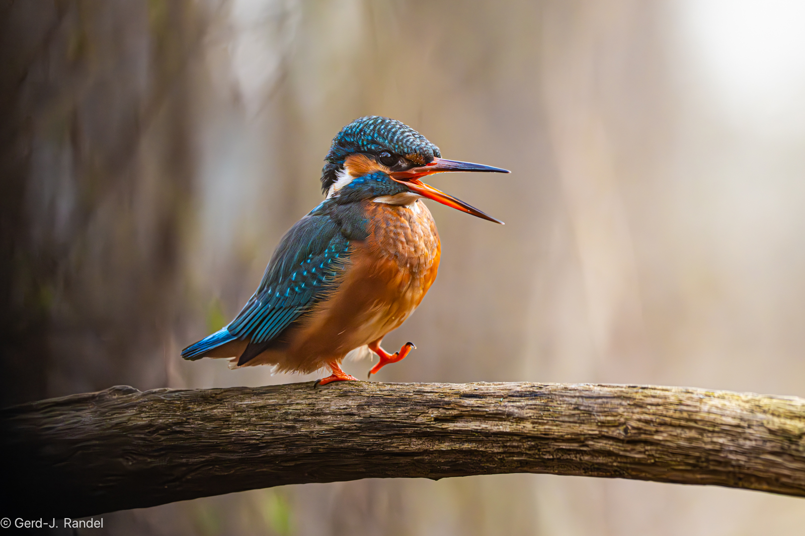 Frau Eisvogel