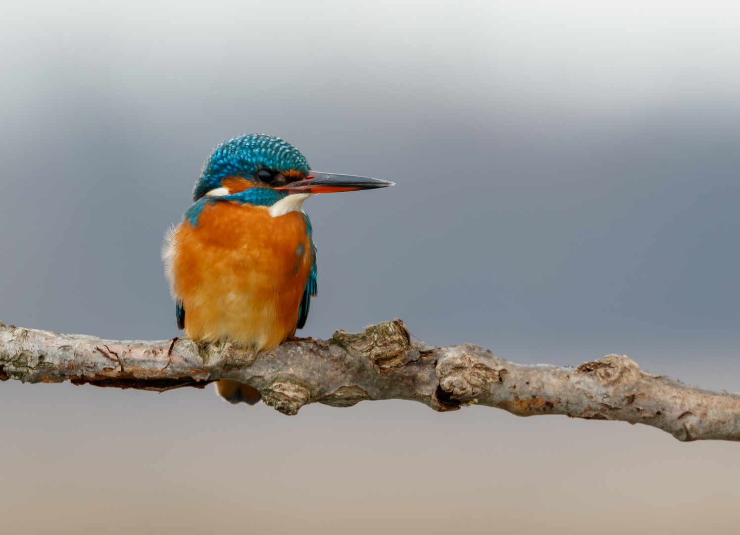 Frau Eisvogel