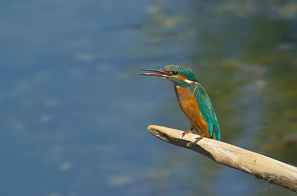 Frau Eisvogel...