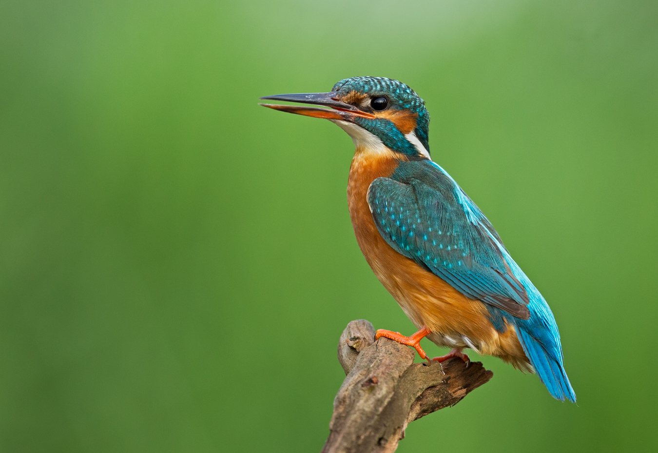 Frau Eisvogel aus dem Oderbruch