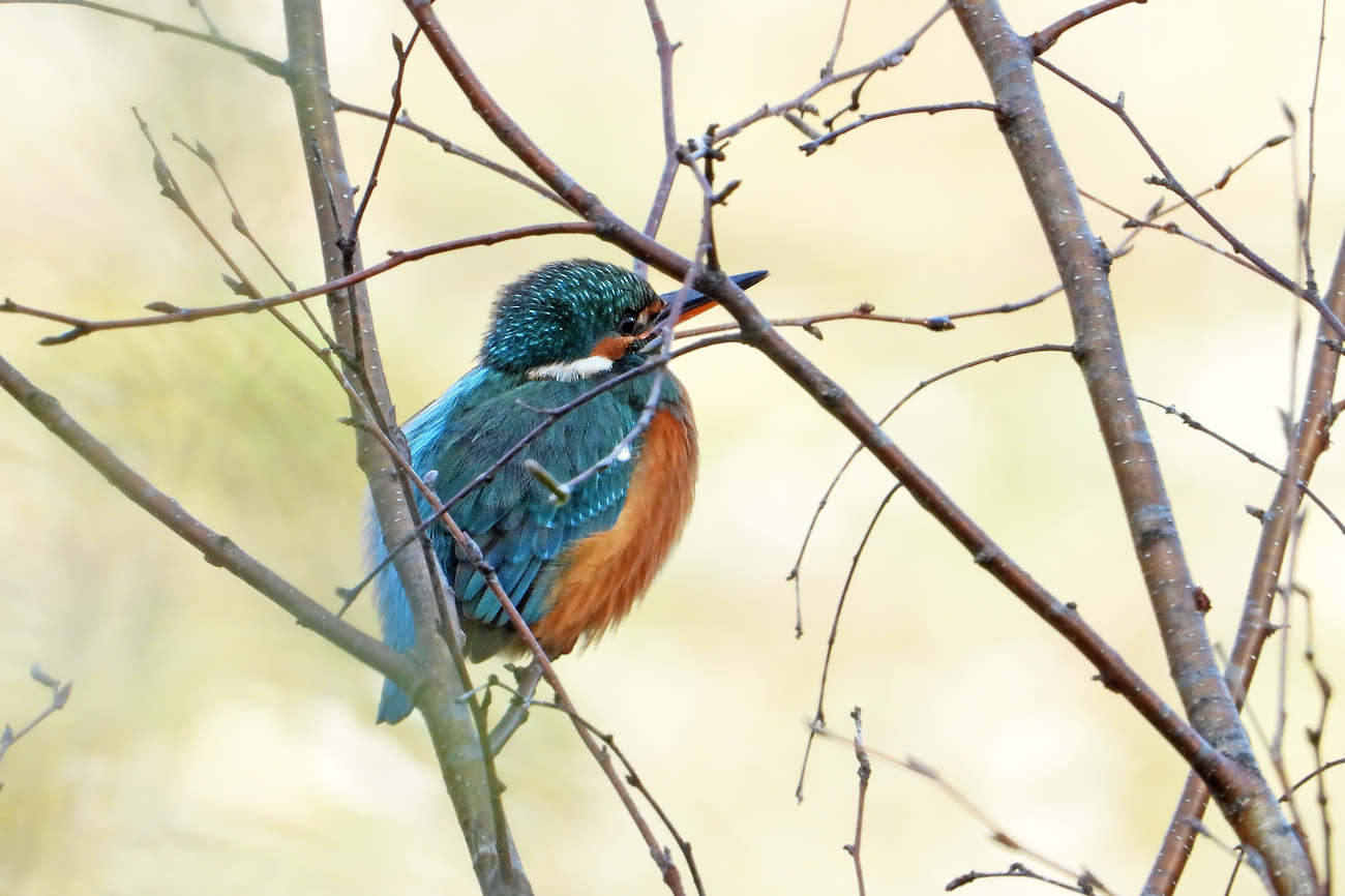 Frau Eisvogel