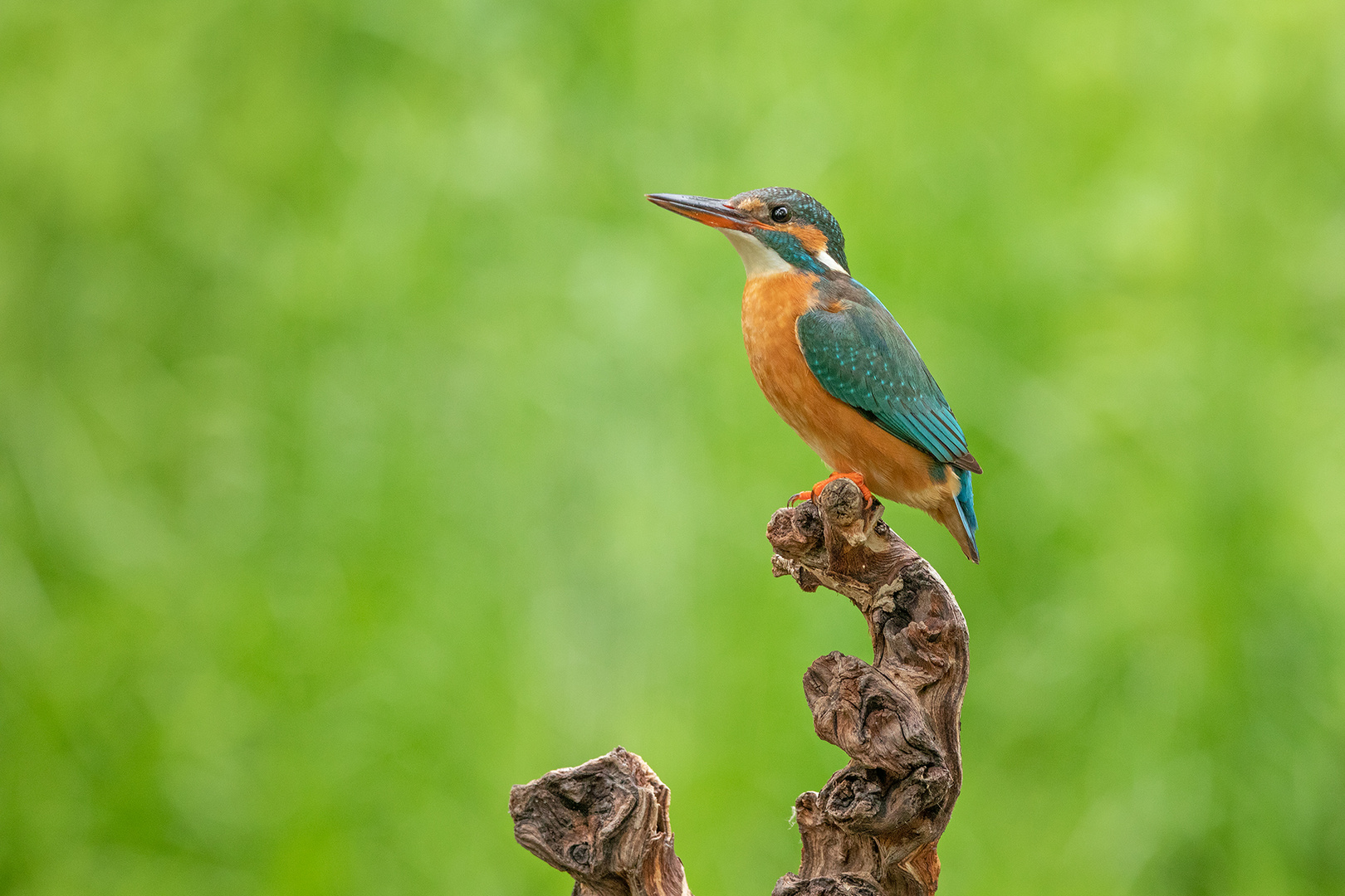 Frau Eisvogel