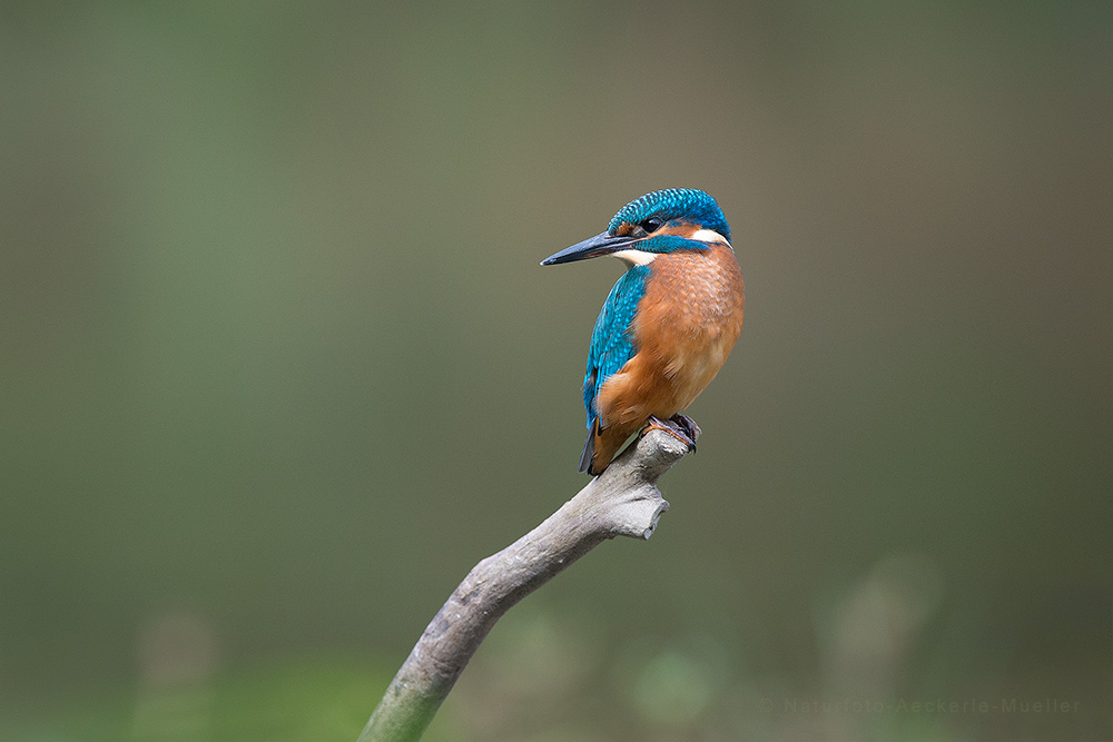 Frau Eisvogel