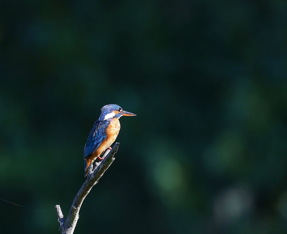 Frau Eisvogel