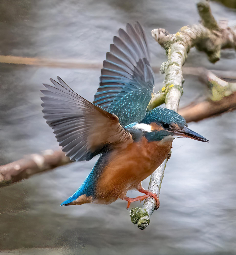 Frau Eisvogel im Landeanflug 