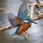 Frau Eisvogel im Landeanflug 