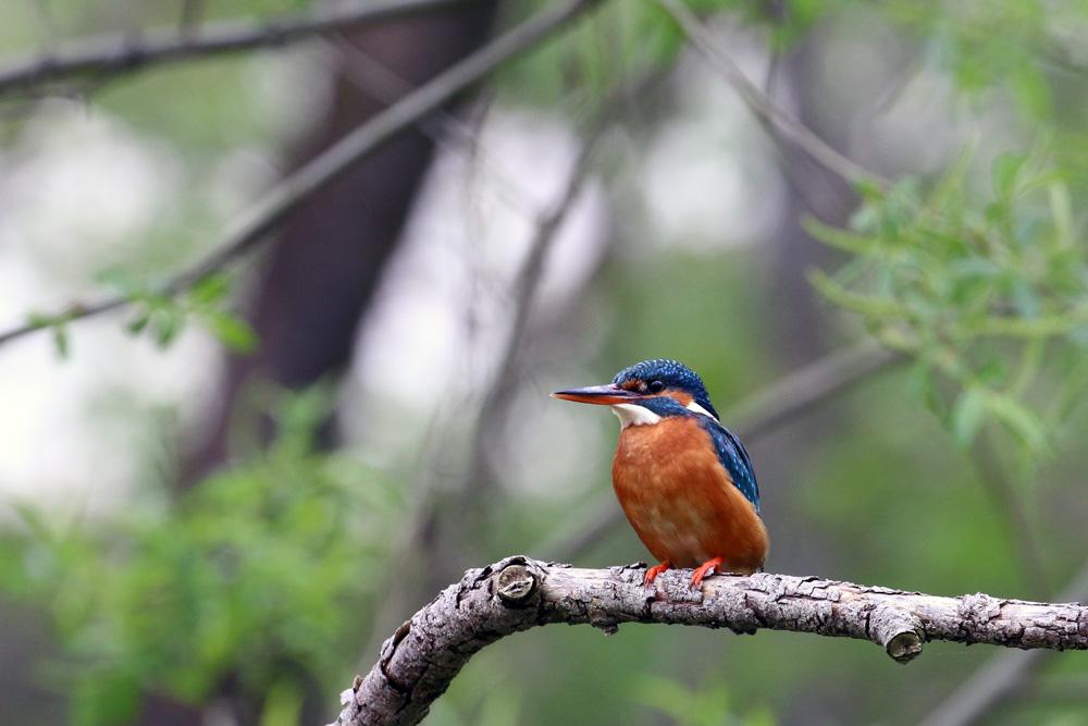 Frau Eisvogel in Lauerstellung auf einen Fisch