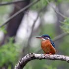 Frau Eisvogel in Lauerstellung auf einen Fisch