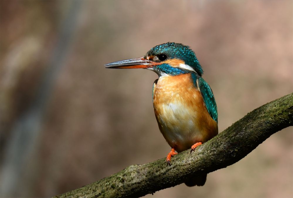 Frau Eisvogel möchte .....