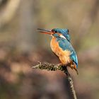 Frau Eisvogel wartet vergeblich auf ihren Partner.