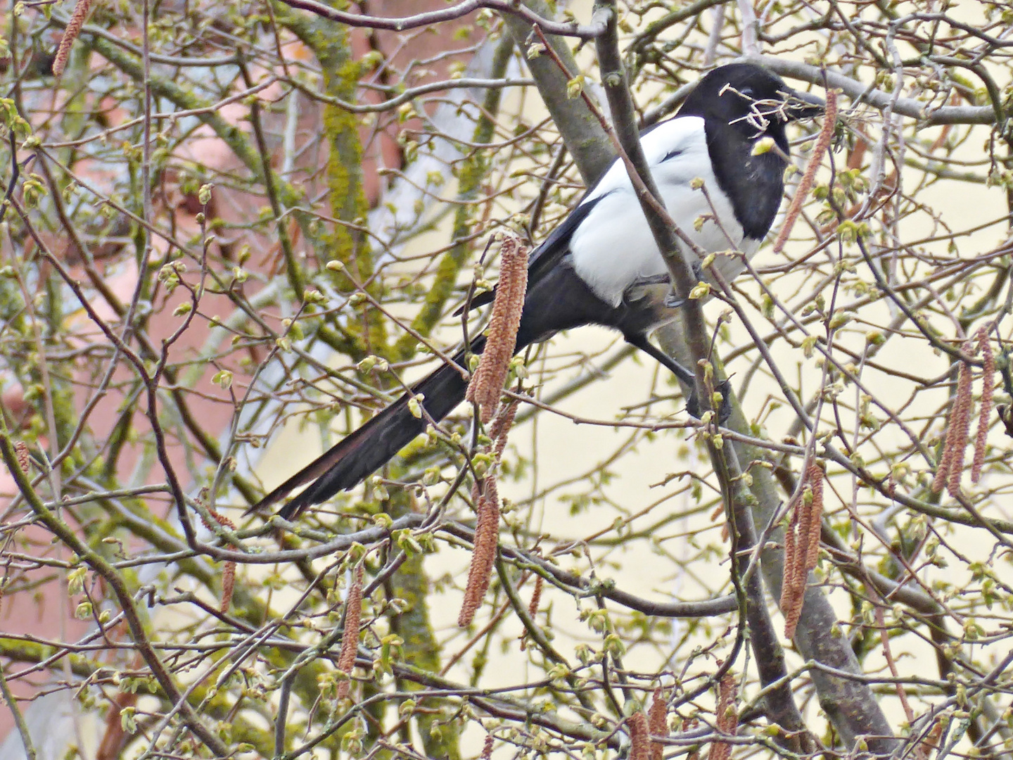 Frau Elster baut ein Nest