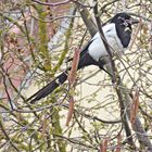 Frau Elster baut ein Nest